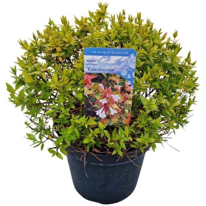 Abelia grand. Happy Daydream  2 Ltr pot - Image 3