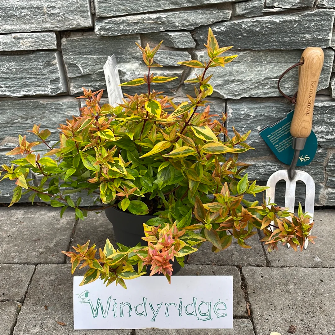 Abelia grand. Kaleidoscope  (2 Ltr pot) - Image 3