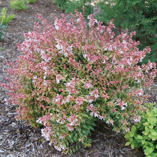 Abelia grandifl. Kaleidoscope - Image 3