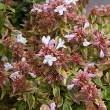 Abelia grandifl. Magic Daydream - Image 2
