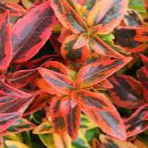 ABELIA Kaleidoscope - Image 3