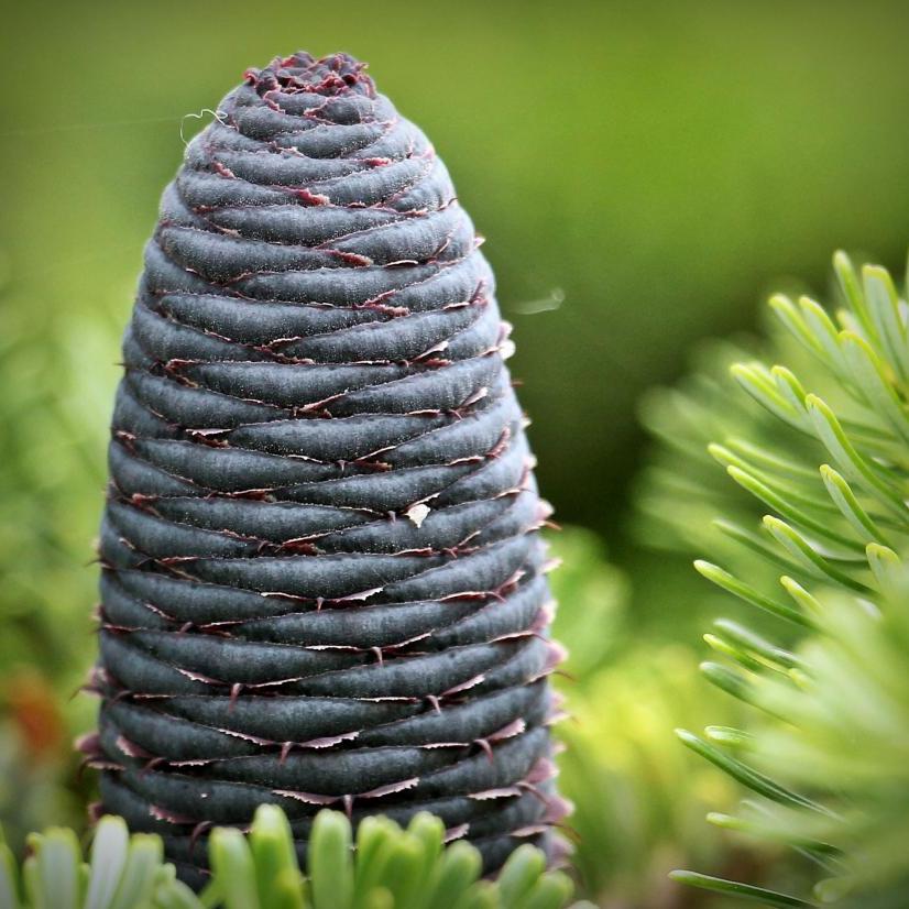Abies koreana Silberlocke  30-40 CM - Image 3