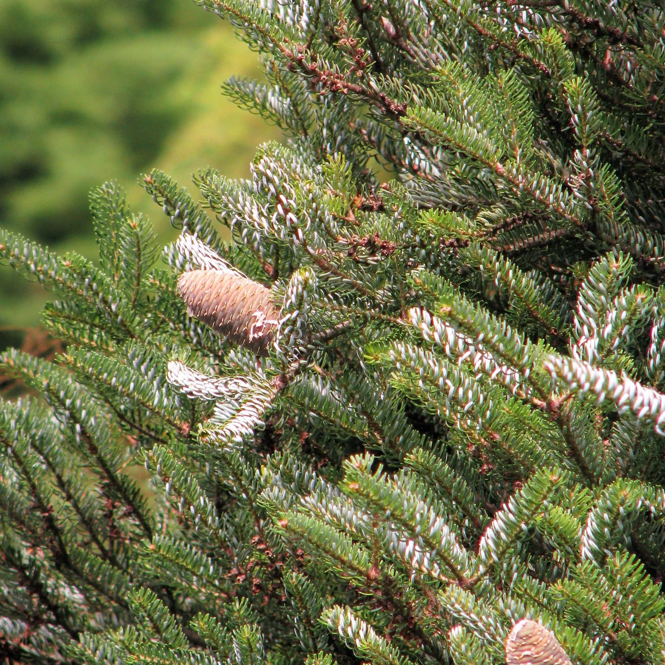 Abies koreana Silberlocke  30-40 CM - Image 4
