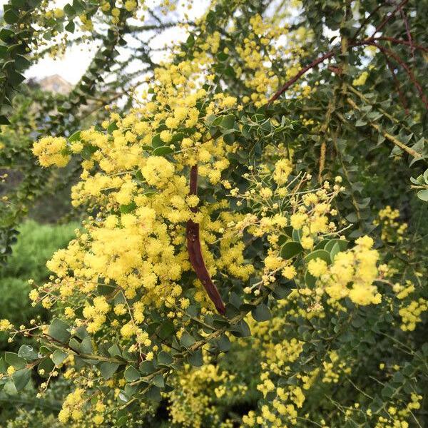 ACACIA PRAVISSIMA - Image 2
