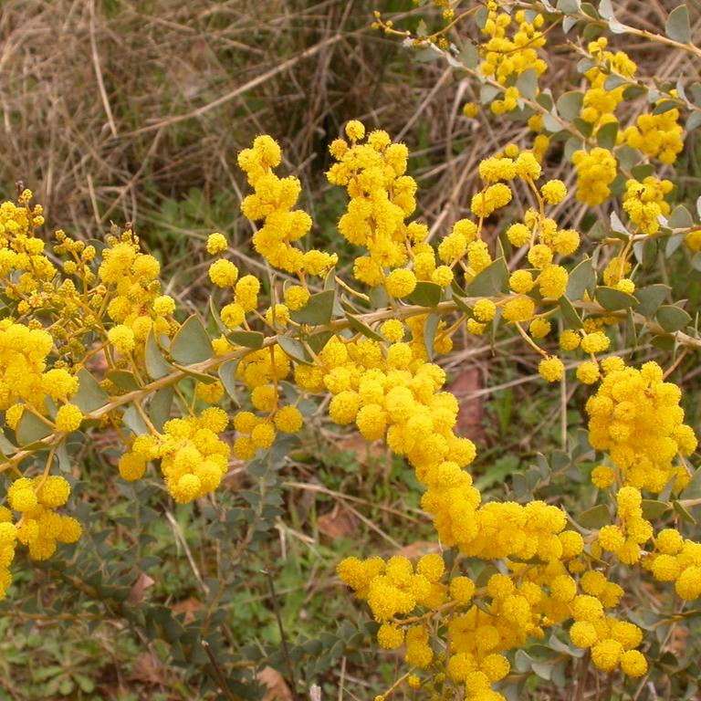 ACACIA PRAVISSIMA - Image 3