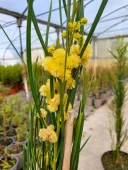 ACACIA RETIONOIDES - Image 4