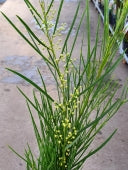 ACACIA RETIONOIDES - Image 5