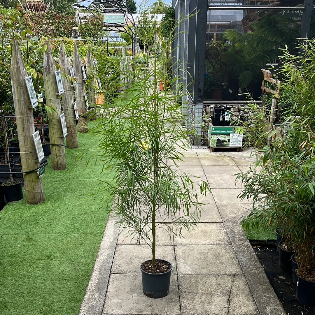 ACACIA RETIONOIDES - Image 6