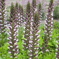 ACANTHUS hungaricus - Image 3