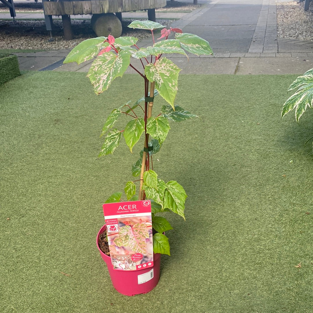 Acer conspicuum Red Flamingo - Image 2