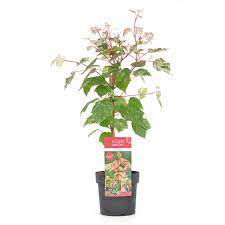 Acer conspicuum Red Flamingo - Image 3