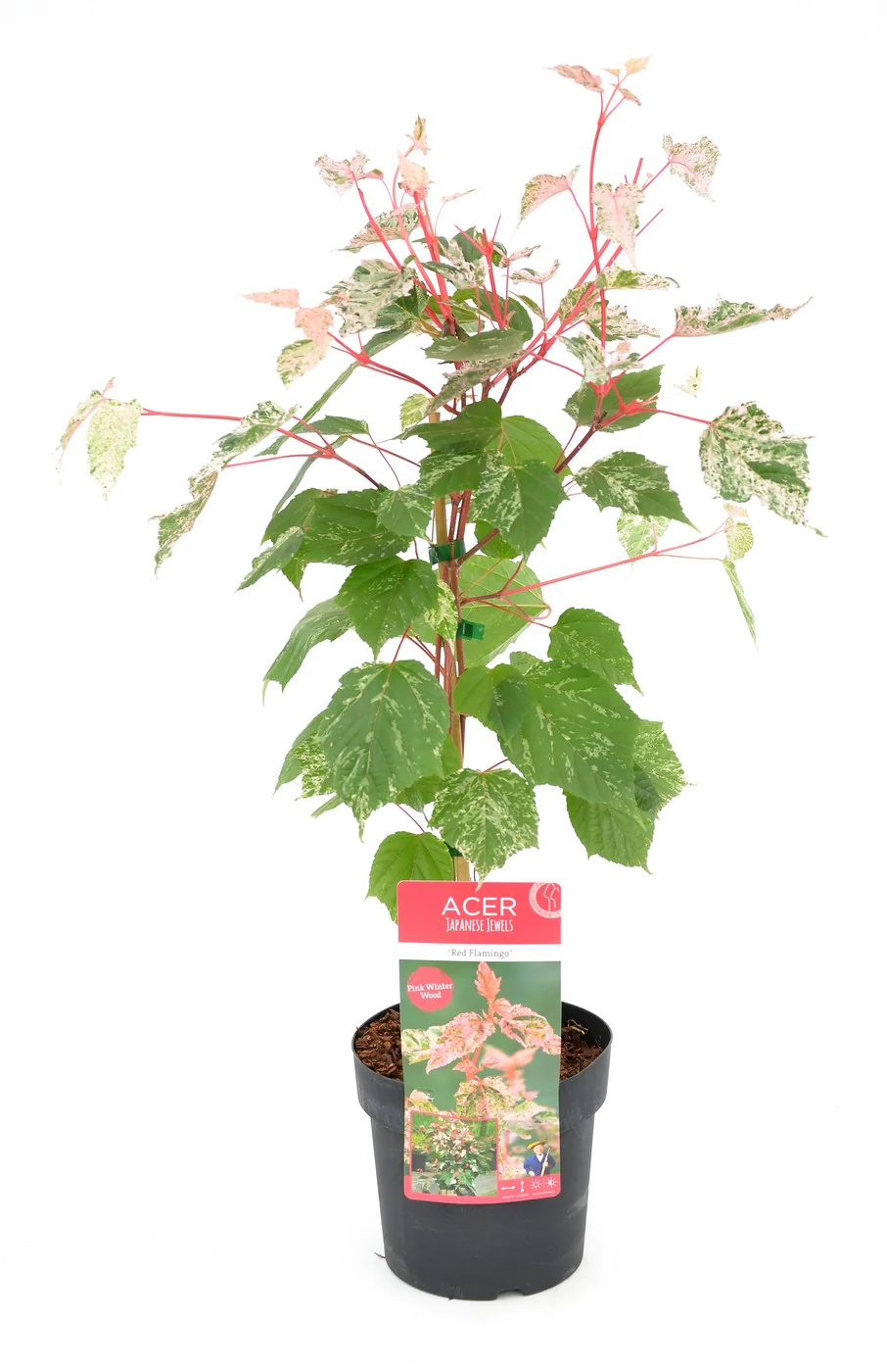 Acer conspicuum Red Flamingo - Image 3