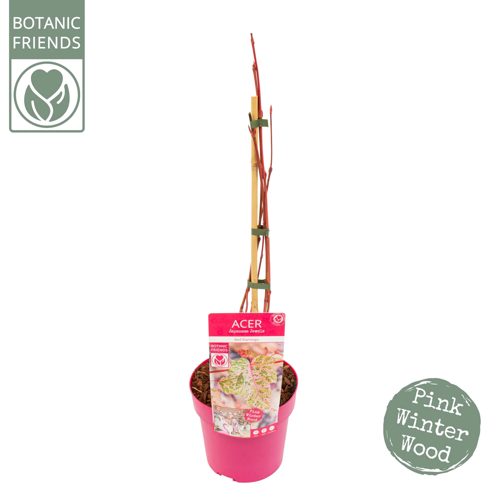 Acer conspicuum Red Flamingo - Image 4