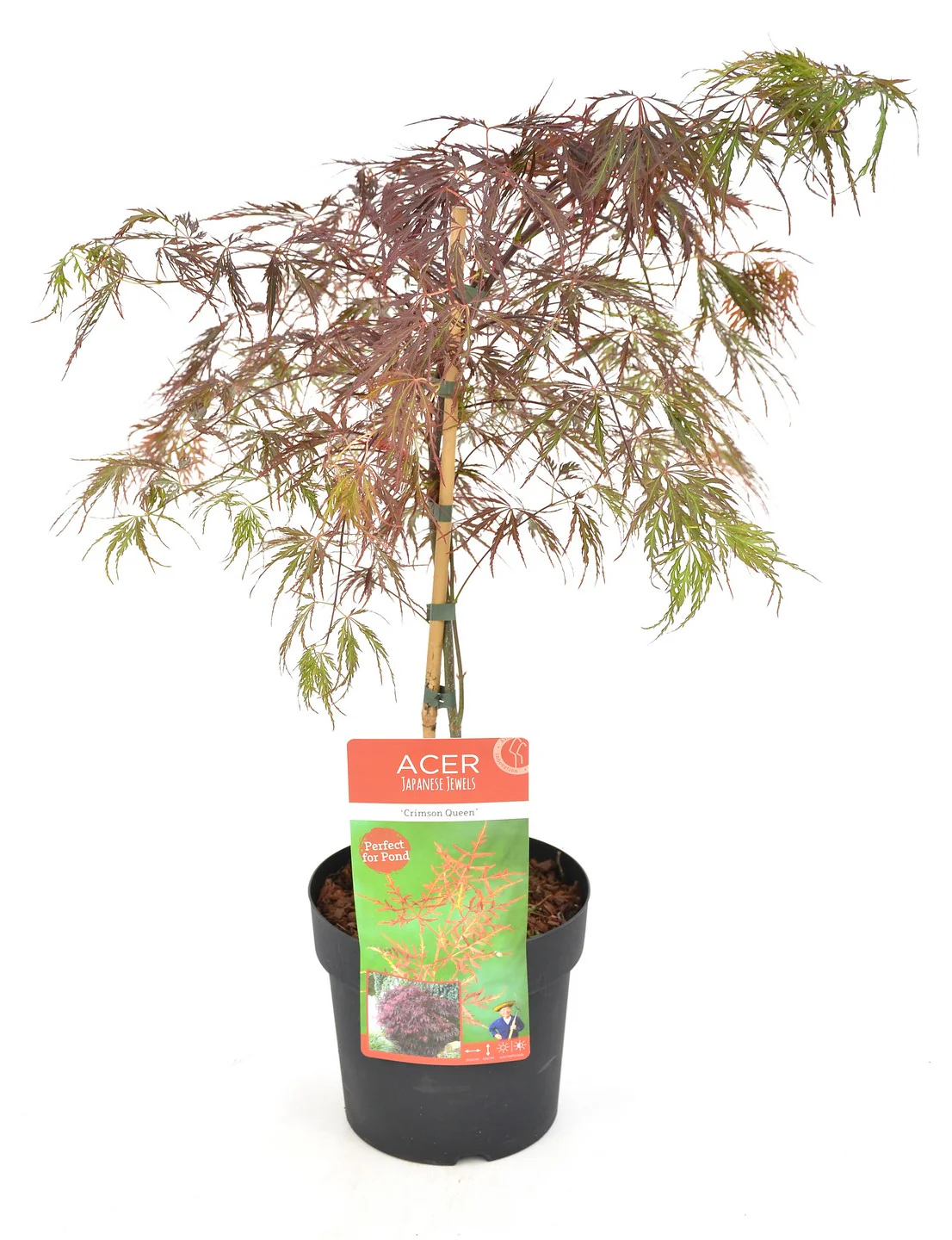 Acer Crimson Queen - Image 2