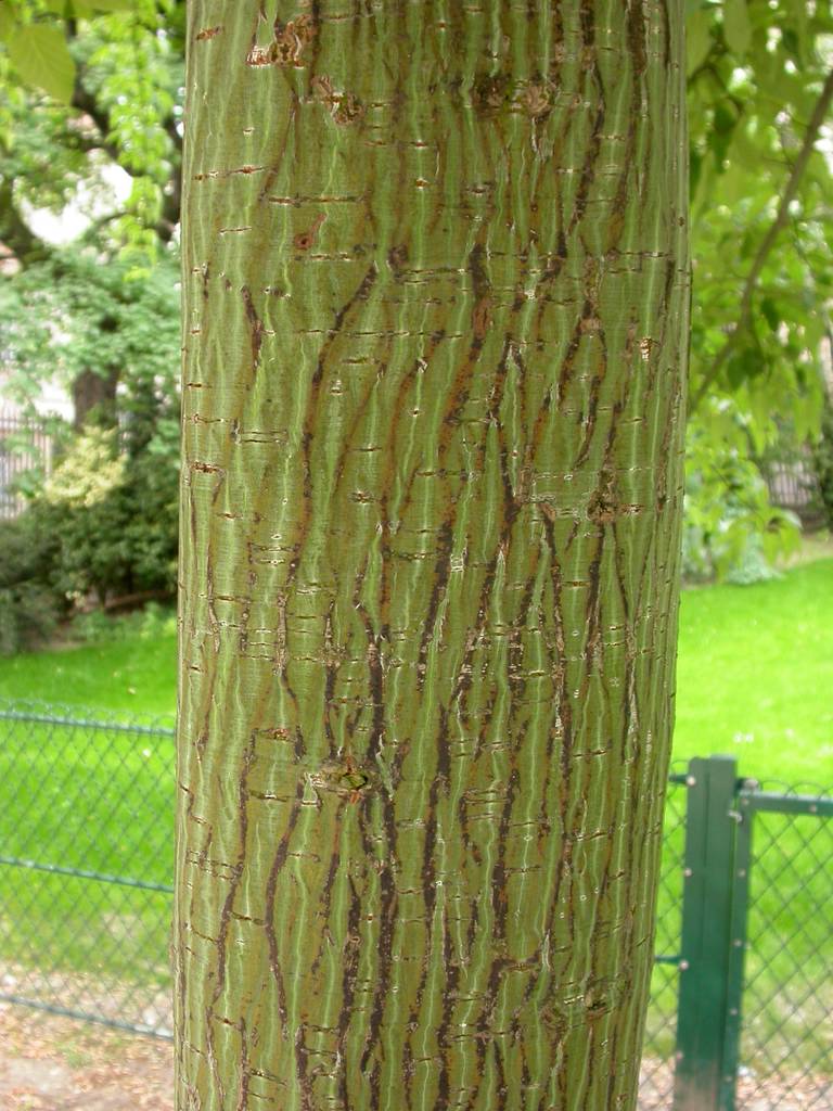ACER DAVIDII VIPER - Image 3