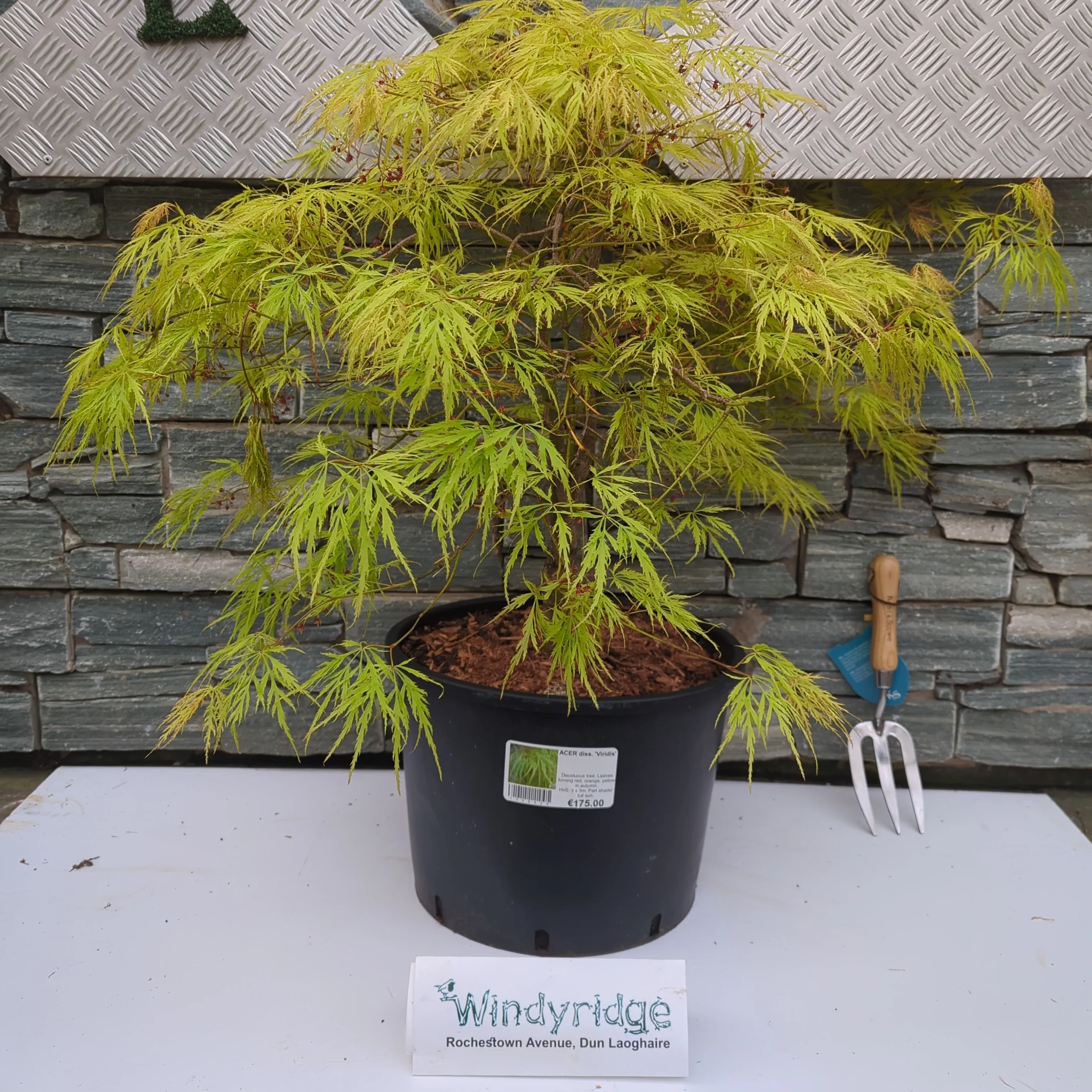 ACER diss. Viridis - Image 2