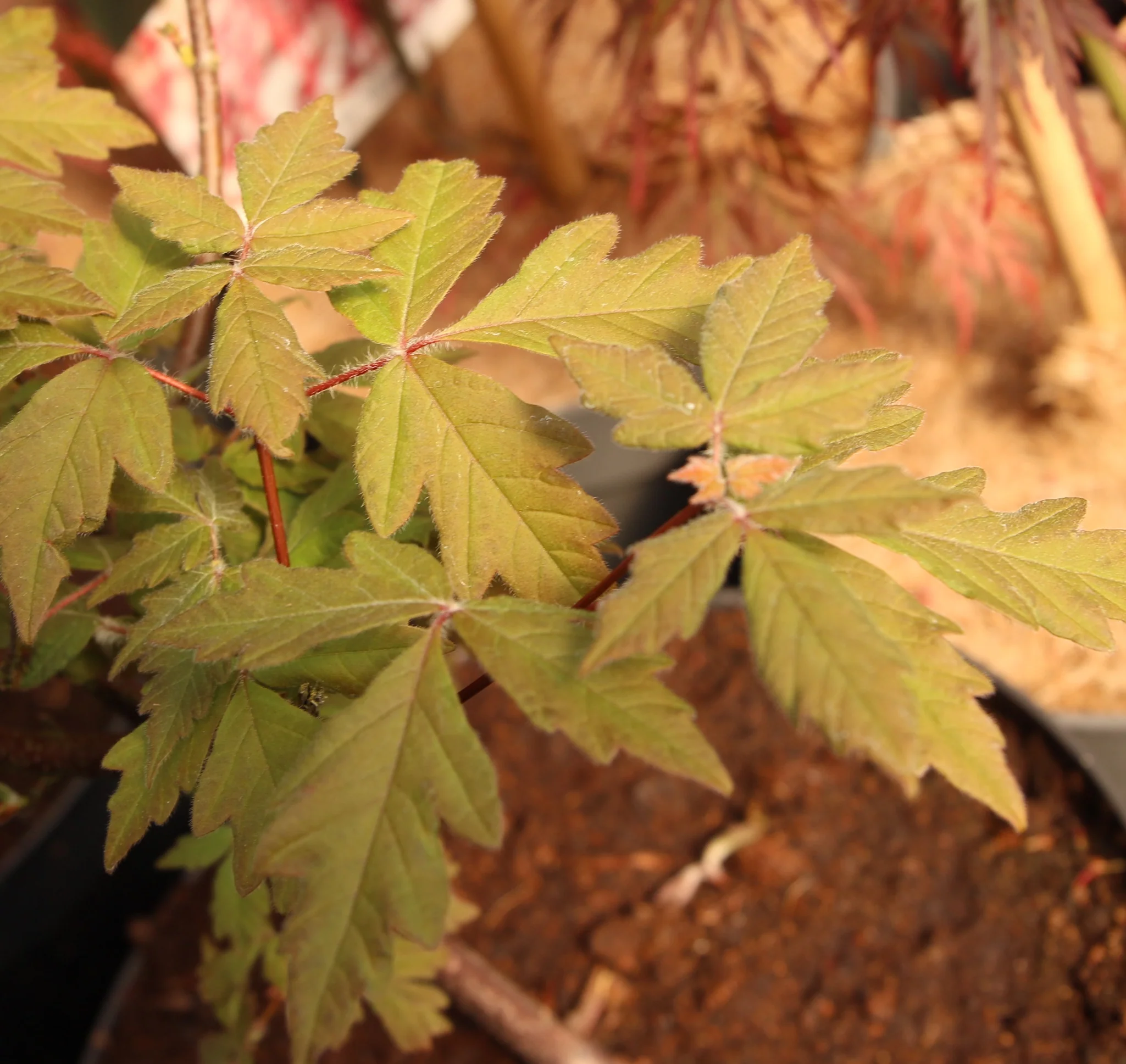 Acer griseum