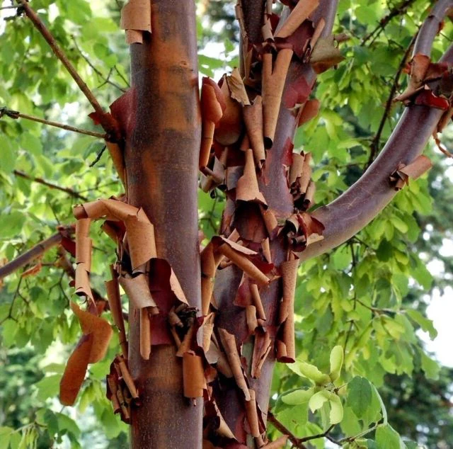 Acer griseum