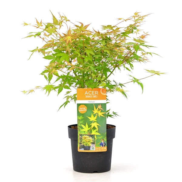 Acer Katsura - Image 3