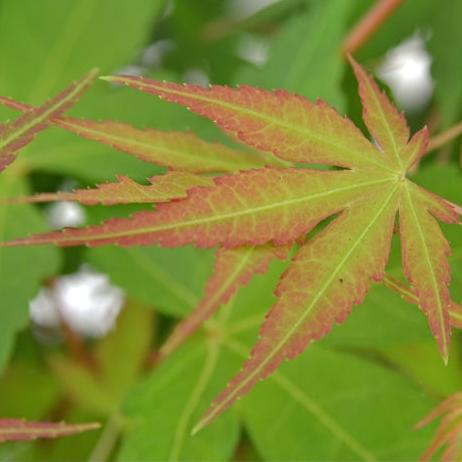 Acer Katsura - Image 4