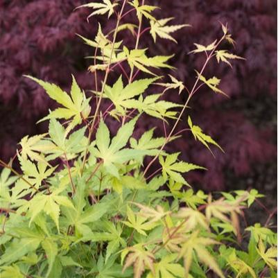 Acer Katsura - Image 5