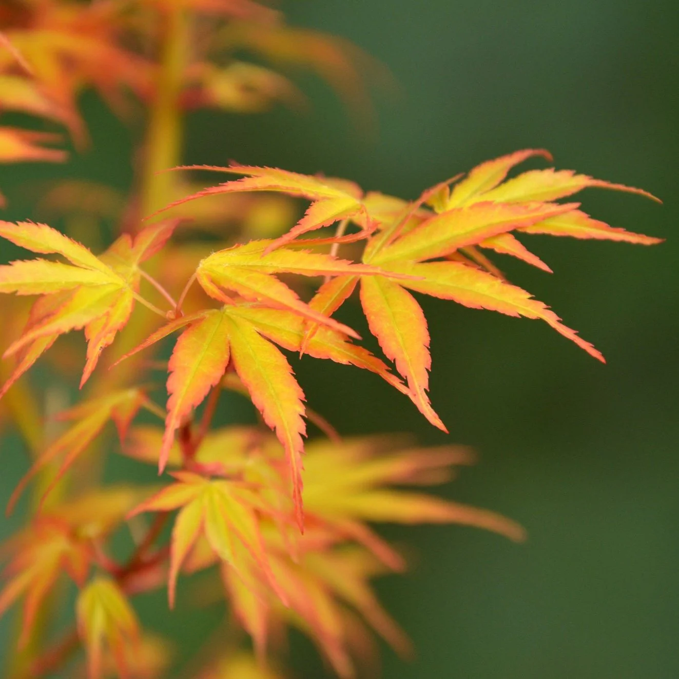 Acer Katsura - Image 6