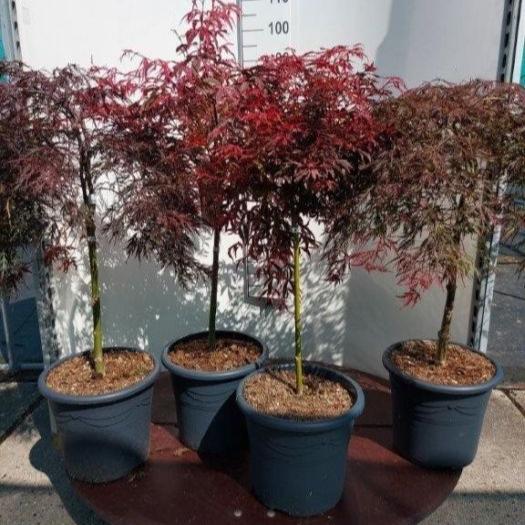 Acer mix  50 CM STEM C15