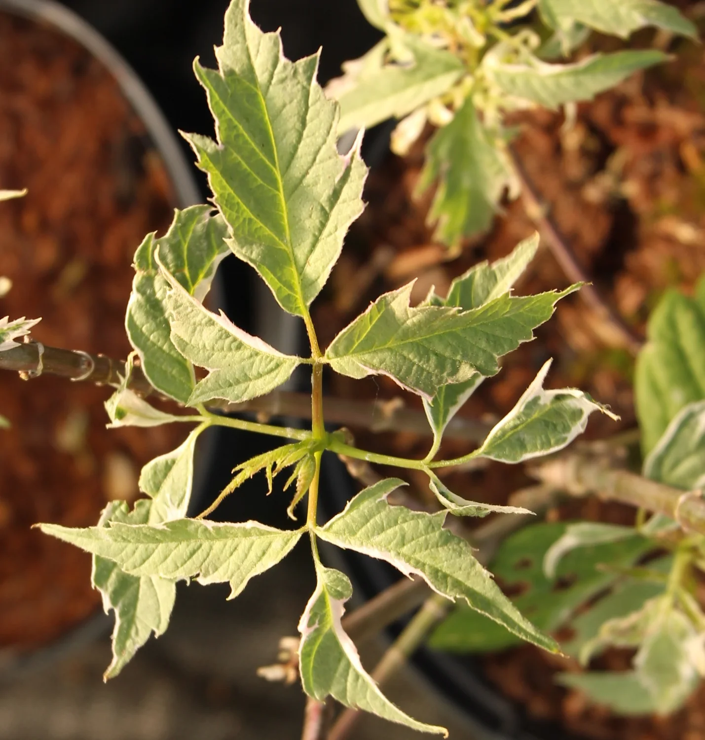 Acer negundo Flamingo 3 Ltr pot - Image 2