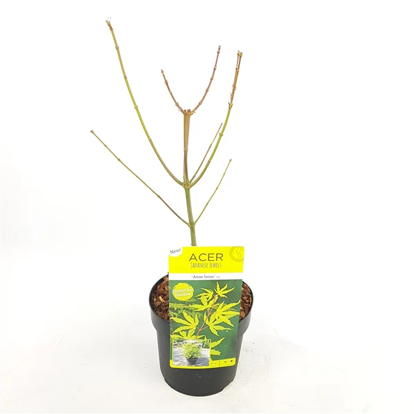 Acer pal. Anne Irene - Image 3