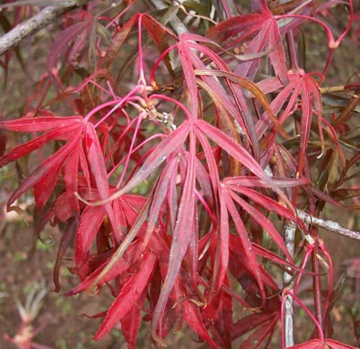 Acer pal. Atrolineare - Image 2