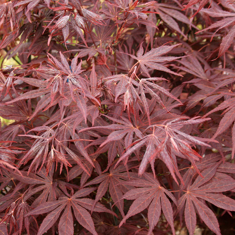 Acer pal. Atropurpureum