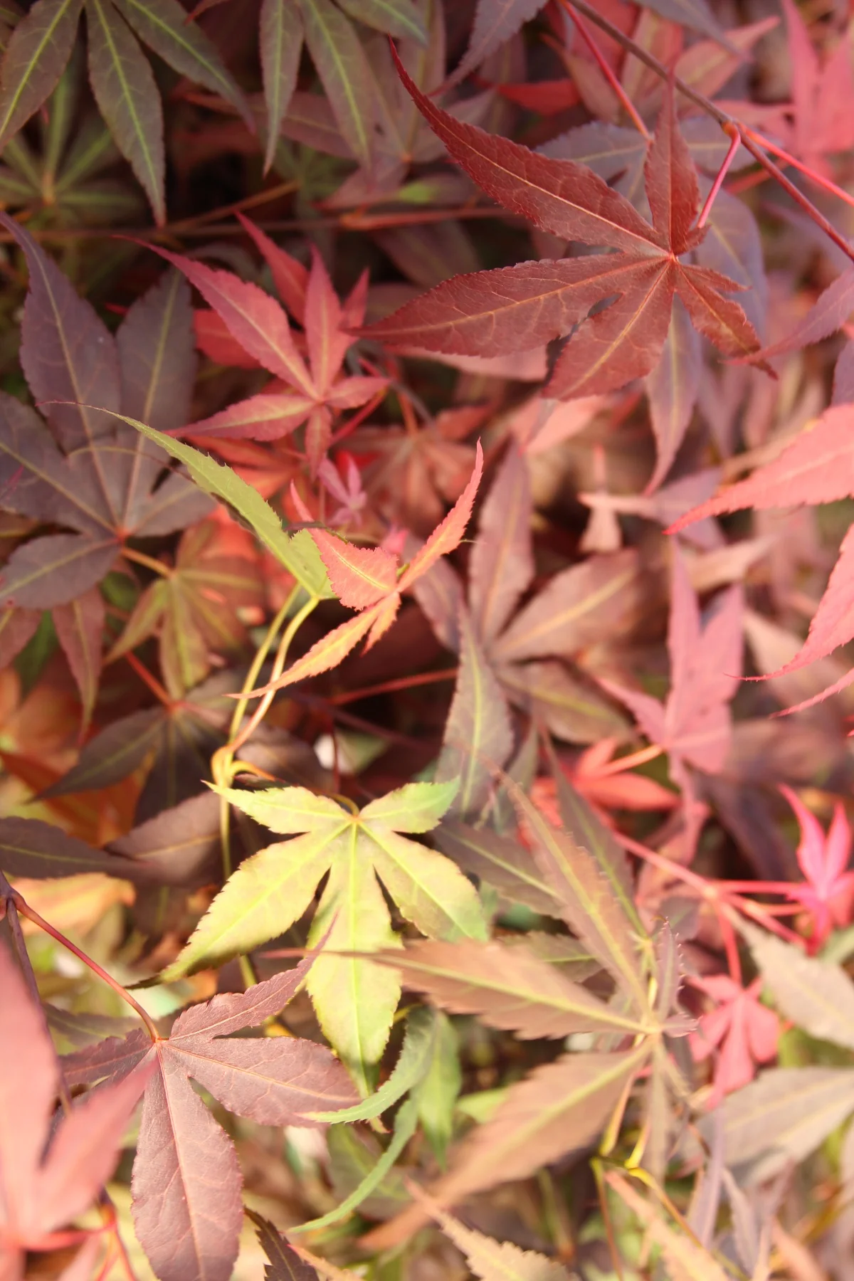 Acer pal. Atropurpureum