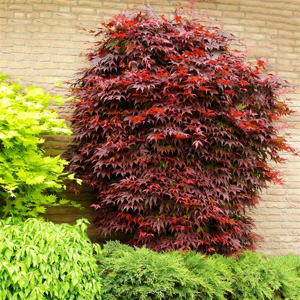 Acer pal. Atropurpureum - Image 2