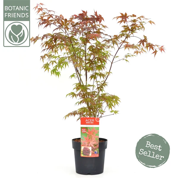 Acer pal. Atropurpureum - Image 2
