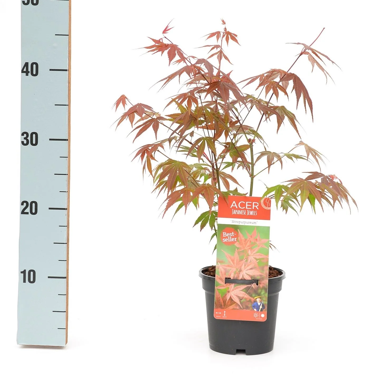 Acer pal. Atropurpureum - Image 3