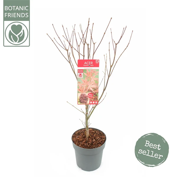 Acer pal. Atropurpureum - Image 3