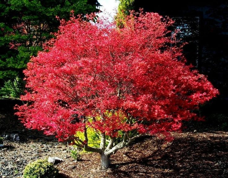 Acer pal. Beni-maiko