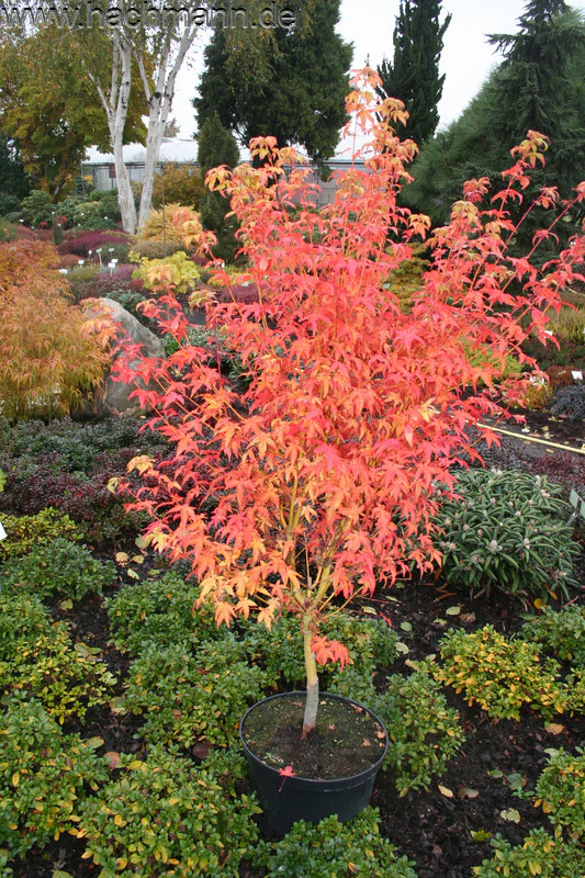 Acer pal. Bi-hoo