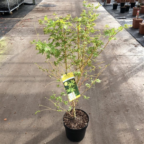 Acer pal. Bi-hoo