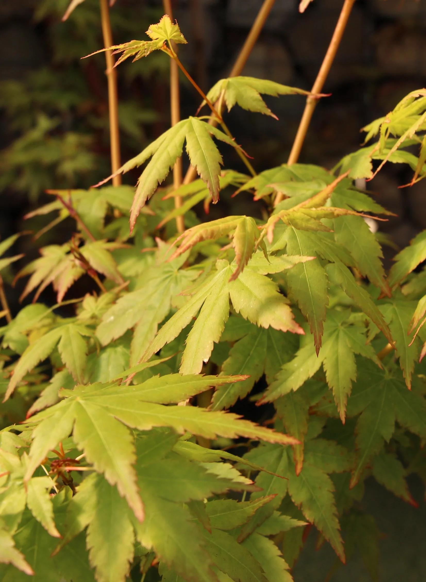 Acer pal. Bi-hoo - Image 3