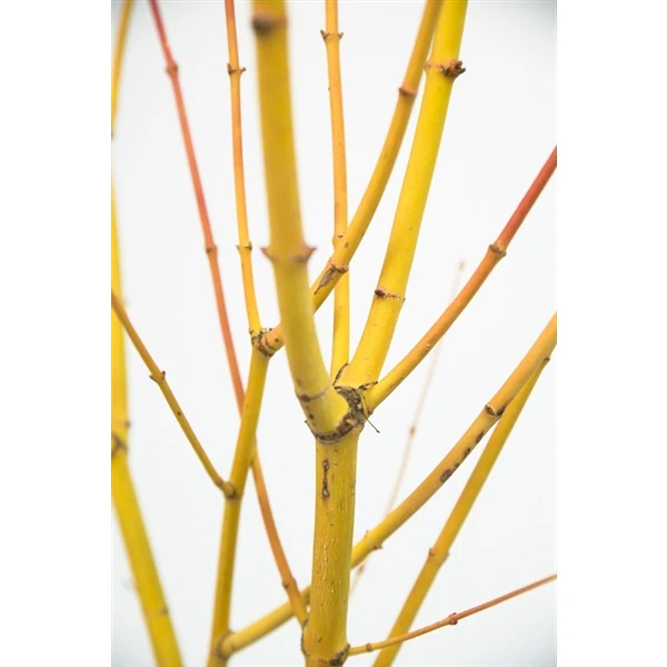 Acer pal. Bi-hoo - Image 4