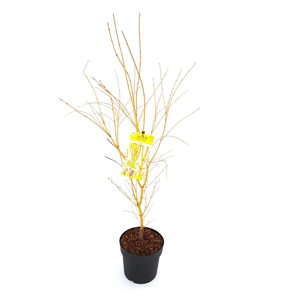 Acer pal. Bi-hoo - Image 5