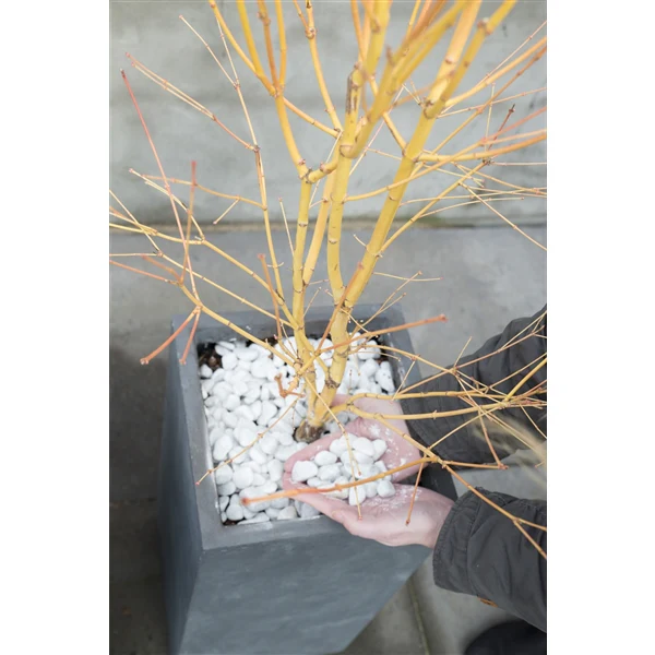 Acer pal. Bi-hoo - Image 6