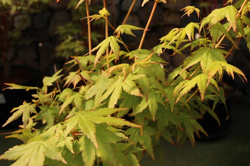Acer pal. Bi-hoo - Image 7