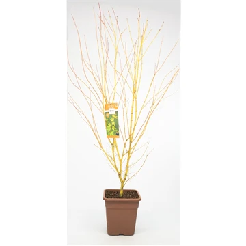 Acer pal. Bi-hoo - Image 5