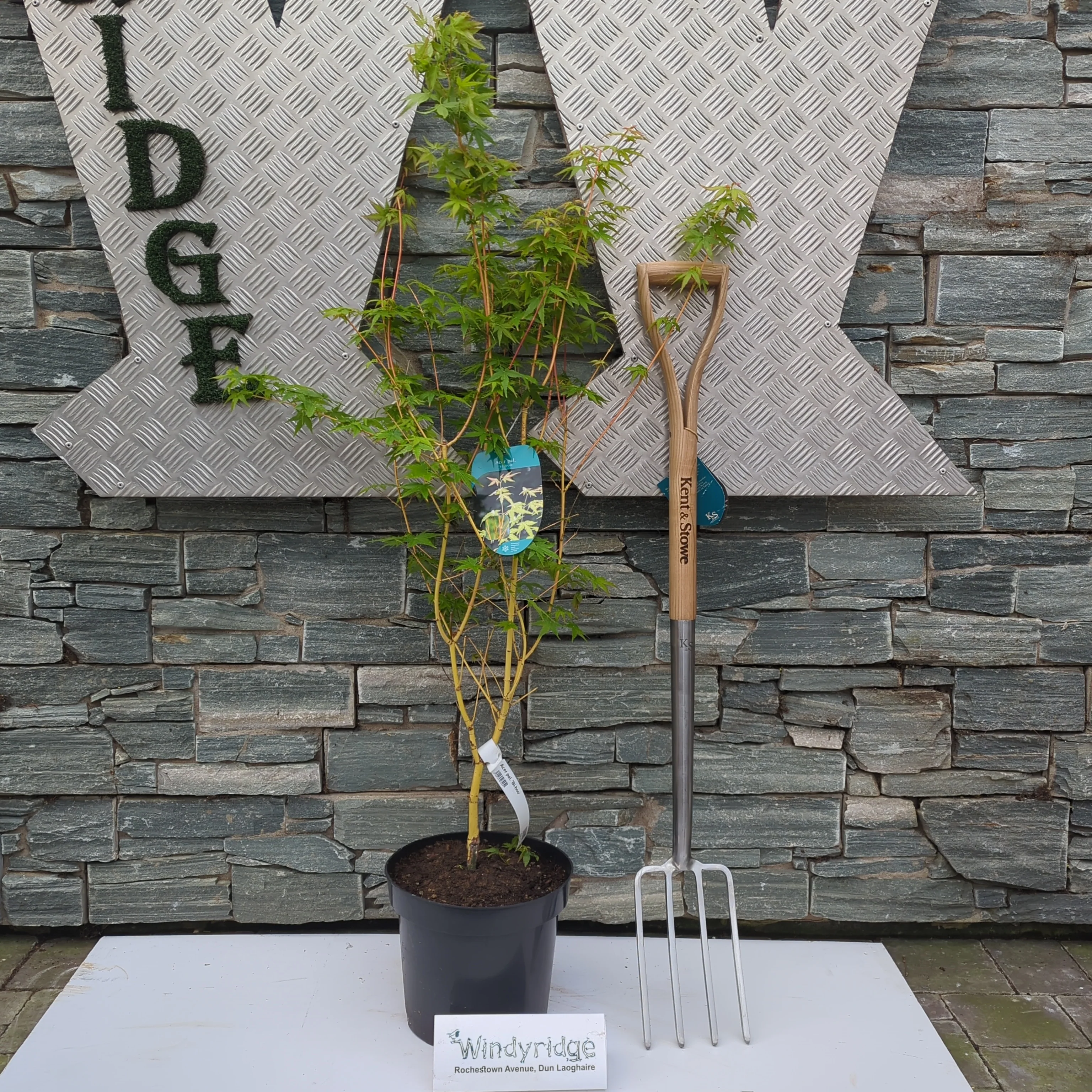 Acer pal. Bi-hoo - Image 2
