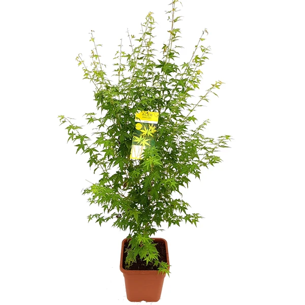 Acer pal. Bihoo - Image 3
