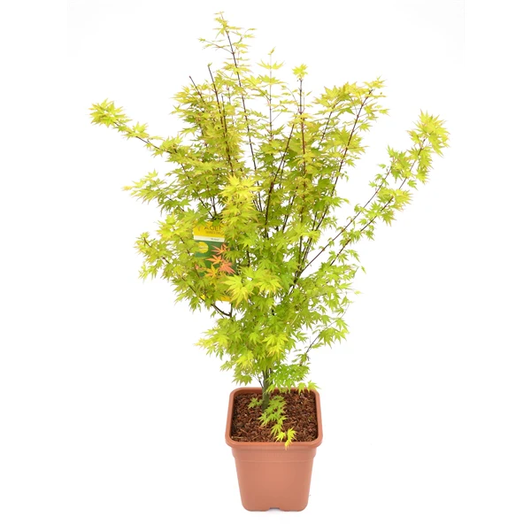 Acer pal. Bihoo - Image 4