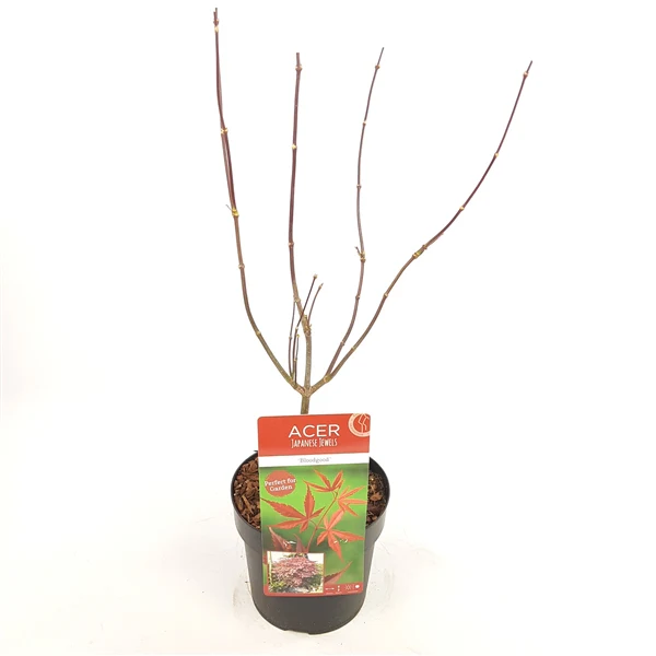 Acer palmatum 'Bloodgood' 3 Ltr pot - Image 4