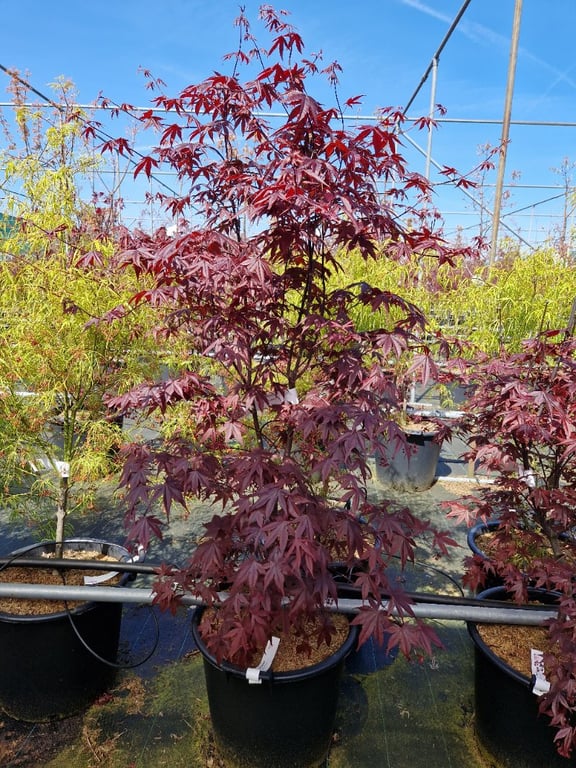 Acer pal. Bloodgood - Image 2